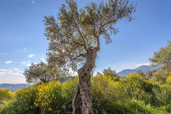 Oliveto frutteto — Foto Stock