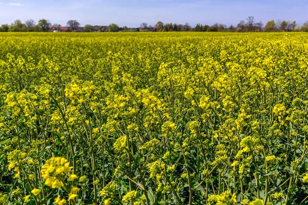 Raps fält i Polen — Stockfoto