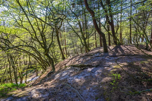 Hutan Beech di Polandia — Stok Foto