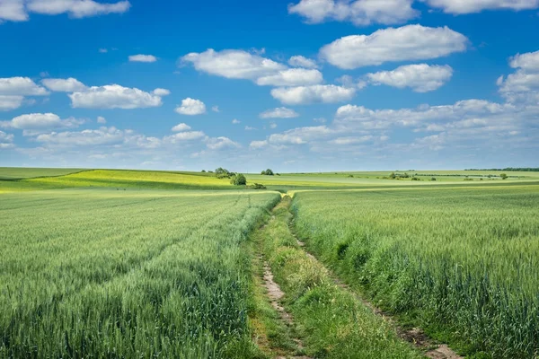 Feld in der Ukraine — Stockfoto