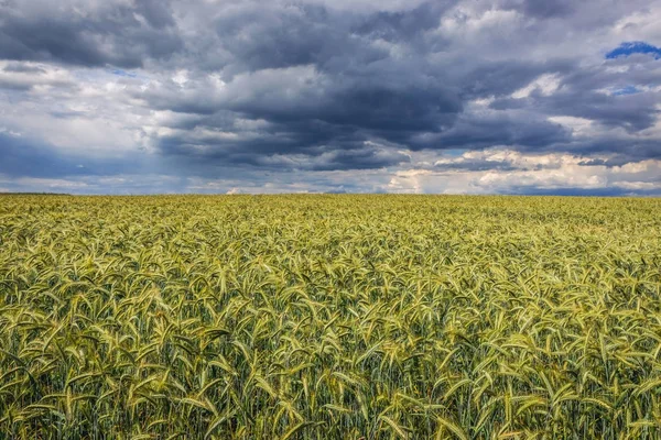 Field in Poland — Stock Photo, Image