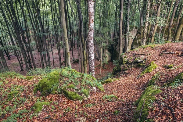 Las w regionie Jura Polska — Zdjęcie stockowe