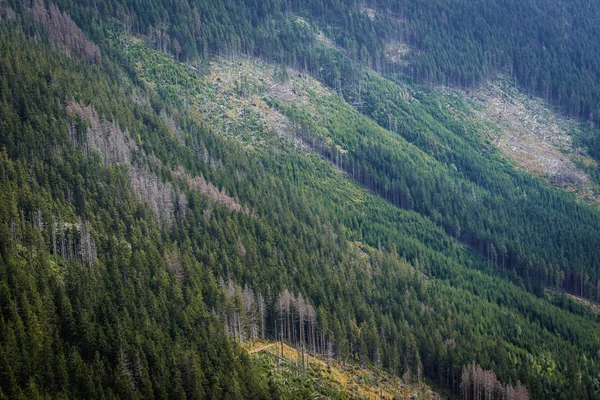 克尔科诺谢山山脉的森林 — 图库照片