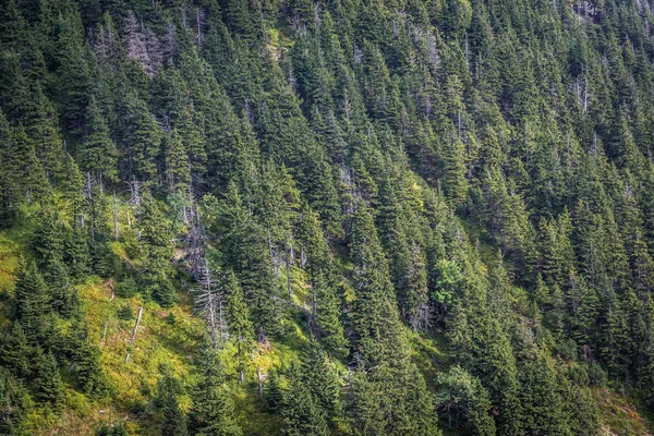 Bosque en las montañas Karkonosze —  Fotos de Stock