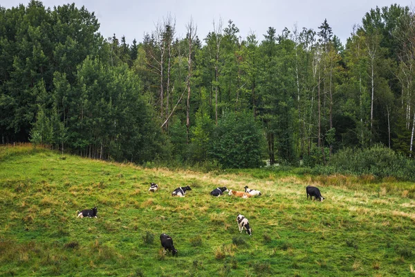 Masuria region i Polen — Stockfoto