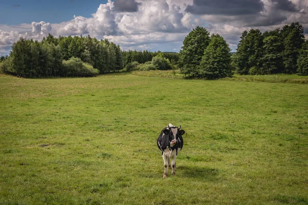 Vaca em Polonia — Fotografia de Stock