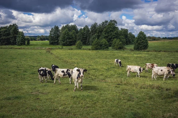 波兰的奶牛 — 图库照片