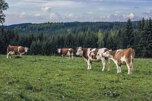 Kühe in der Tschechischen Republik — Stockfoto