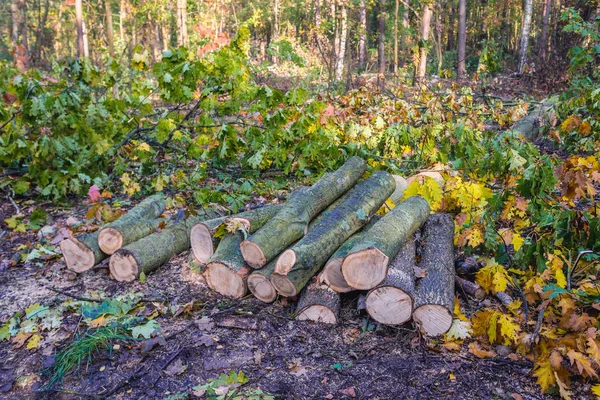 Kampinos skog i Polen — Stockfoto