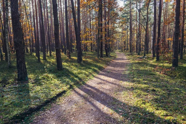 Kampinos δάσος στην Πολωνία — Φωτογραφία Αρχείου