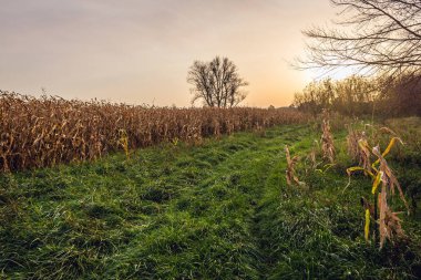 Cornfields in Poland clipart