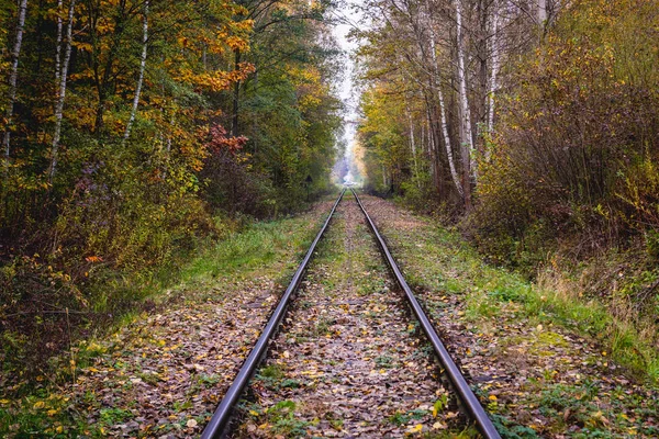 Voies ferrées en forêt — Photo