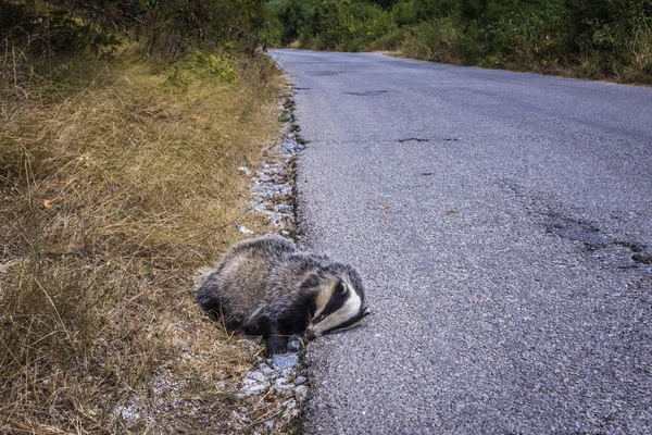 Roadkill in Serbia — Stock Photo, Image