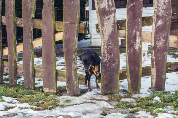 Pes na vesnici — Stock fotografie