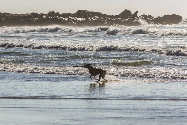 Perro en la playa — Foto de Stock