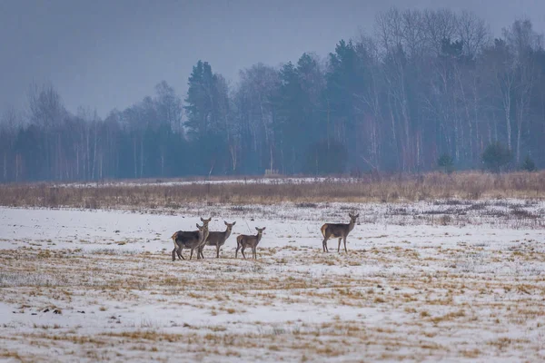 Cervos Roe em Polonia — Fotografia de Stock