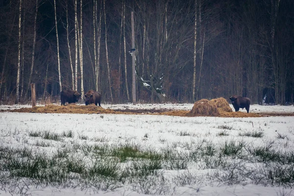 Европейские бизоны в Польше — стоковое фото