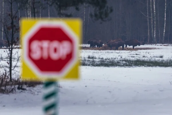 Wisenten in Polen — Stockfoto