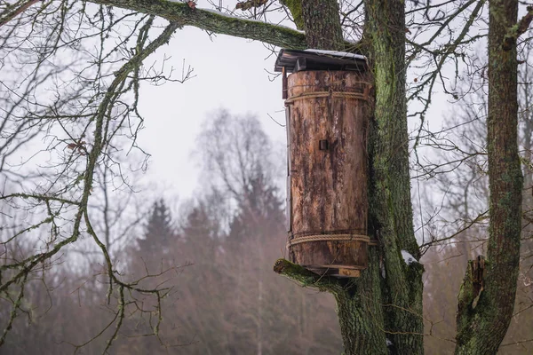 Arı kovanına bir ağaç — Stok fotoğraf