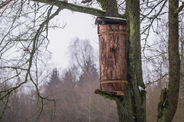 Beehive on a tree — Stock Photo, Image