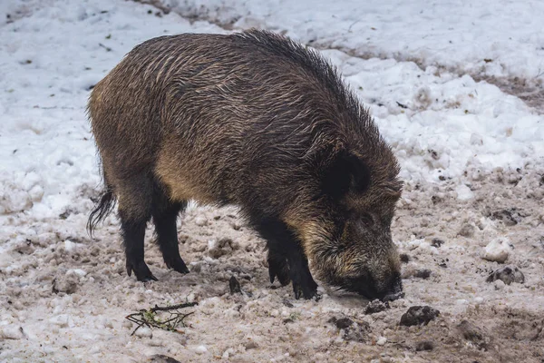Boar in Poland — Stock Photo, Image