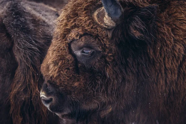 Wisent in Polen — Stockfoto