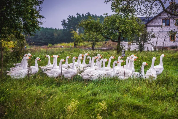 Kazlar Polonya — Stok fotoğraf