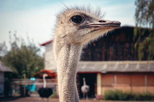 Ostrich in Poland — Stock Photo, Image