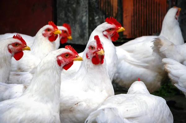 Csirkék, Lengyelország — Stock Fotó