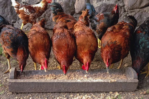 Chickens in Poland — Stock Photo, Image