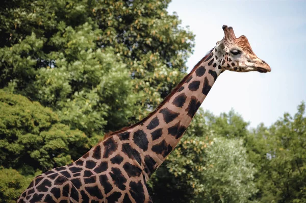 罗斯柴尔德动物园的长颈鹿 — 图库照片
