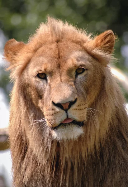 Portrait de Lion — Photo