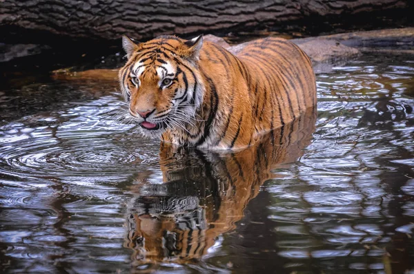 Royal Bengal tiger — Stock Photo, Image