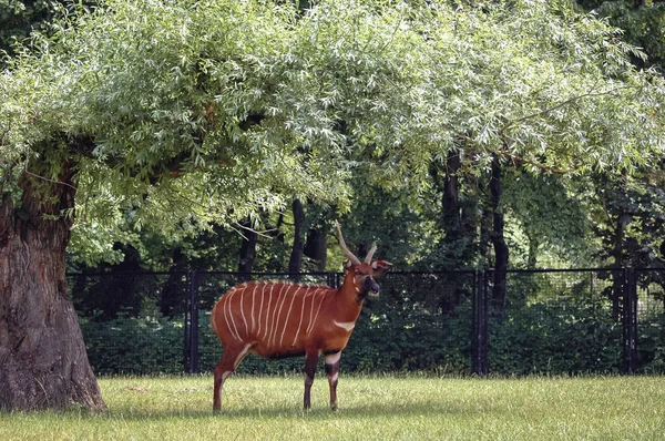 Bongo i dyrehagen – stockfoto