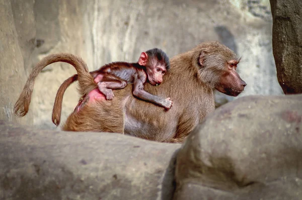 Paviane im Zoo — Stockfoto