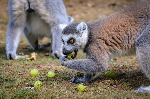 Serengeti Park in Germany — Stock Photo, Image