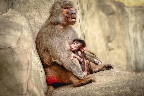 Baboons in zoo — Stock Photo, Image