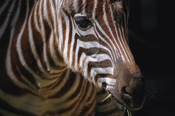 Zebra portresi — Stok fotoğraf