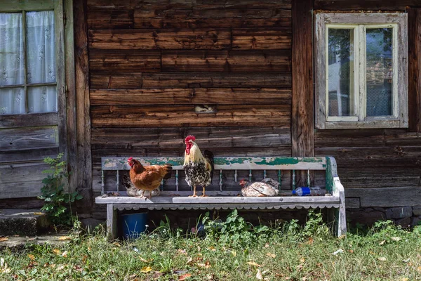 Romanya 'da Tavuklar — Stok fotoğraf