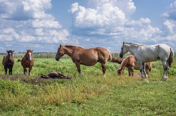 Konie w Polsce — Zdjęcie stockowe