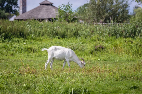 Коза в Польше — стоковое фото