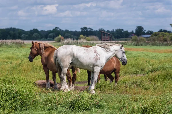 Caballos en Polonia —  Fotos de Stock