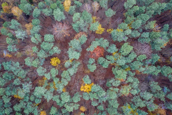 Floresta na Polónia — Fotografia de Stock