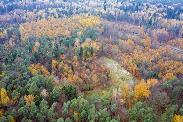 在波兰森林 — 图库照片