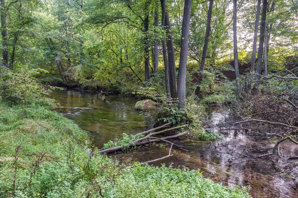 Rezerwat leśny Piekielko w Polsce — Zdjęcie stockowe