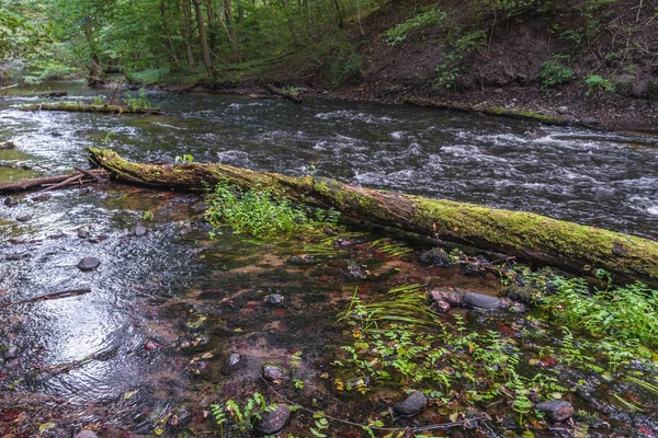 Reserva forestal Piekielko en Polonia — Foto de Stock