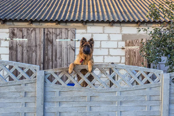 Hund i Polen — Stockfoto