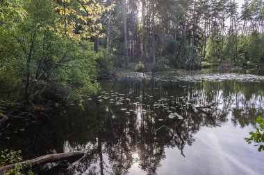 Small forest lake in Poland clipart