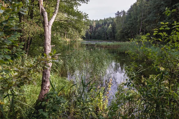 Pequeno lago florestal na Polónia — Fotografia de Stock