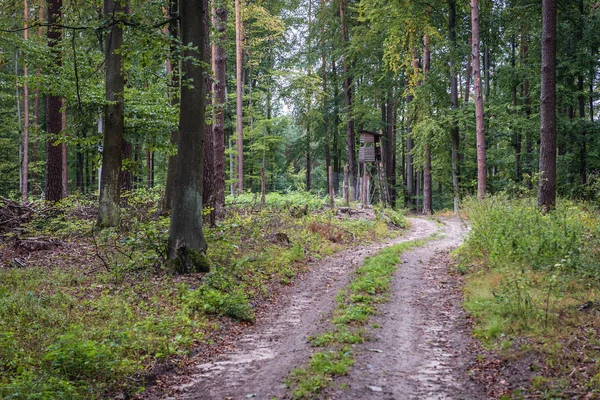 Estrada florestal na Polónia — Fotografia de Stock